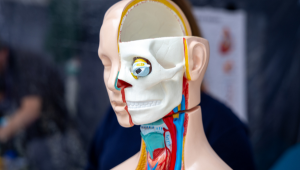 Head of anatomical figure showing the skull and eye.